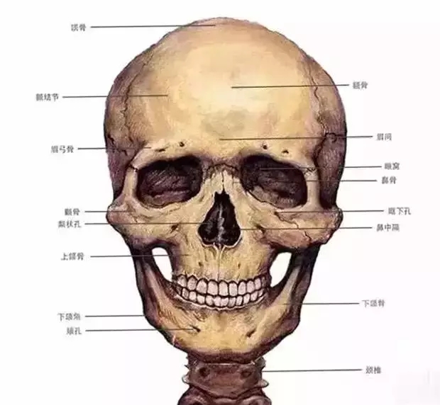 画好头骨相关知识点